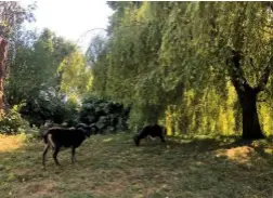  ??  ?? A heritage breed of horned brown sheep graze amid the trailing branches of weeping willows near the river.