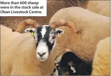  ??  ?? More than 600 sheep were in the stock sale at Oban Livestock Centre.