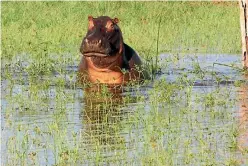  ?? JILL WORRALL ?? Hippo heaven: The great beast wallows in the shallows of Lake Kariba.