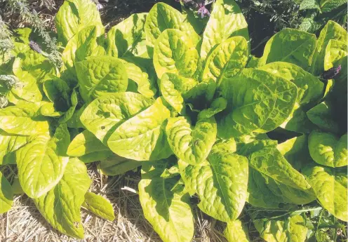  ??  ?? Spinach fills a gap in the garden and on the menu.
Picture: Jennifer Stackhouse