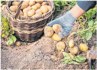  ?? ?? ● Potatoes planted now will be ready for Christmas, but the plants will need protection