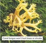  ??  ?? Coral fungus won’t hurt trees or shrubs