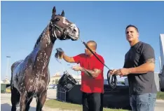  ?? CORTESÍA: CLÁSICO DEL CARIBE FACEBOOK ?? El ejemplar Mishegas recibiendo un baño luego de ejercicios matinales. Lo sostiene su entrenador, José Dan Vélez.