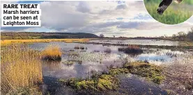  ??  ?? RARE TREAT Marsh harriers can be seen at Leighton Moss