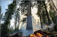  ?? NOAH BERGER — THE ASSOCIATED PRESS ?? The Washburn Fire burns July 8 in Mariposa Grove in Yosemite National Park.