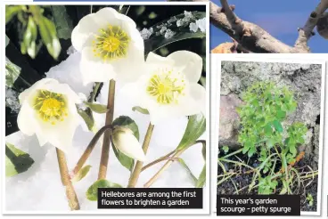  ??  ?? Hellebores are among the first flowers to brighten a garden This year’s garden scourge – petty spurge