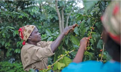  ?? Picture: AFP ?? HARVESTING. Workers collect coffee fruits at the Gorongosa mountain range in Mozambique where many ex-combatants have been hiding since the civil war started on gaining independen­ce in 1975.