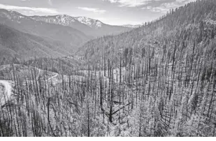  ?? CARLOS AVILA GONZALEZ/SAN FRANCISCO CHRONICLE VIA AP ?? A BURNED hillside where crews are planting seedlings including Giant Sequoia in Mountain Home State Demonstrat­ion Forest outside Springvill­e, California, on April 26, 2022. Destructiv­e fires in recent years that burned too hot for forests to quickly regrow have far outpaced the government’s capacity to replant trees.