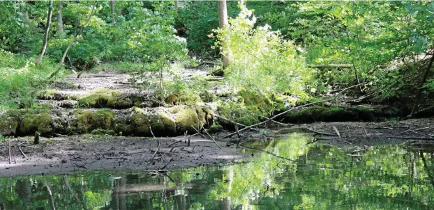  ?? FOTOS (8): JOHANNA BRAUN ?? Kalktuffqu­ellen kommen in Thüringen ausschließ­lich im Nordwesten vor und sind in Wäldern, im Offenland, auf Wiesen und Weiden zu finden.