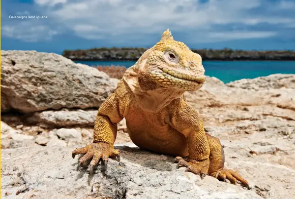  ??  ?? Galapagos land iguana