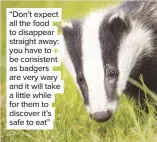  ??  ?? “Don’t expect all the food to disappear straight away: you have to be consistent as badgers are very wary and it will take a little while for them to discover it’s safe to eat”
