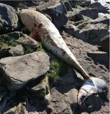  ?? PHOTO D’ARCHIVES, JEAN-FRANÇOIS RACINE ?? Une carcasse de baleine noire a été découverte sur la côte du Saint-Laurent le 6 juin. On estime la population mondiale de ces cétacés à seulement 500 individus.