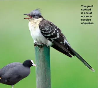  ?? ?? The great spotted is one of our rarer species of cuckoo