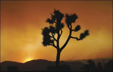 ?? ASSOCIATED PRESS FILES ?? A Joshua tree is silhouette­d in front of September’s Bobcat Fire at sunset in Juniper Hills. Homeowners affected by this year’s Bobcat and Lake fires can get assistance from Los Angeles County in taking steps toward recovery.