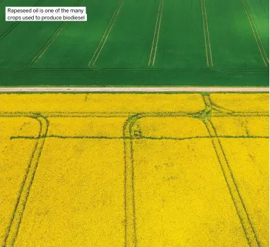  ?? ?? Rapeseed oil is one of the many crops used to produce biodiesel