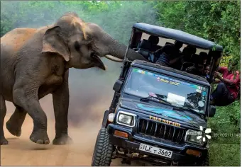  ?? SERGEY SAVVI / SOLENT NEWS ?? Holidaymak­ers have a close call when a curious elephant pokes its head into their jeep to look for food during a safari in Sri Lanka’s Yala National Park. The truck came close to toppling over under the impact and one fearful passenger was left...