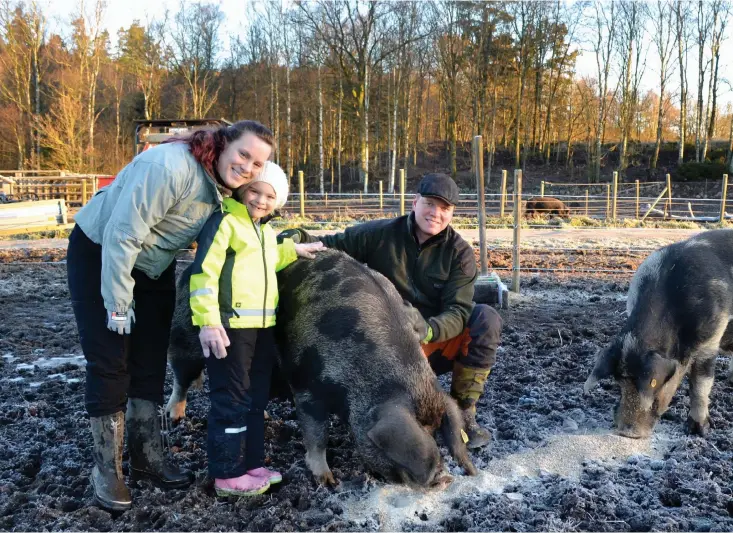  ??  ?? ETT NATURLIGT LIV. Jannike och Richard har fått lära om en del. Linderödss­vinen vill inte ha det riktigt som moderna grisar. Bland annat kräver lantrasdju­ren mindre, grövre och näringsfat­tigare foder för att må bra.