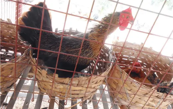  ??  ?? Nangitlog ang netib nga manok sa iyang pugaran.