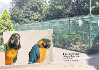  ??  ?? ● Leo (left) with his new love and the Botanic Gardens aviary