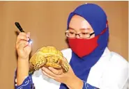  ?? RIANA SETIAWAN / JAWA POS ?? PERAWATAN: Staf DRD Veterinary Animals Clinic memeriksa kesehatan kulit kura-kura