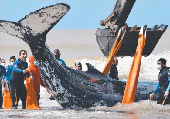  ?? ?? Rescuers use a digger crane to move a beached humpback whale back into the open water at Nueva Atlantis, south of Buenos Aires. Picture: AFP