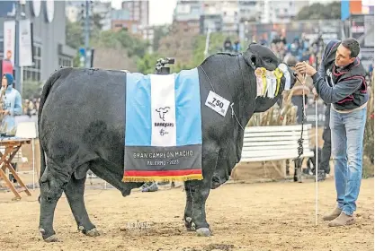  ?? ?? Mateo. El toro Gran Campeón de Palermo que con menos de dos años triunfó en el campeonato del mundo.