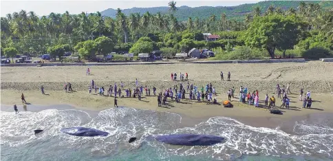  ??  ?? This aerial picture shows villagers looking at two dead sperm whales on a beach in Aceh Besar. — AFP photo