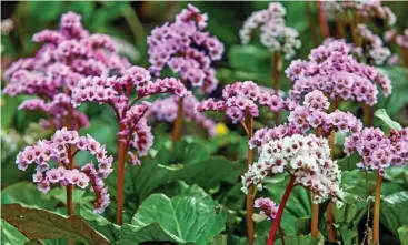  ??  ?? Carpet of flowers: Bergenia, elephant-eared saxifrage, will keep down weeds