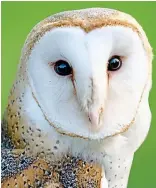  ??  ?? Swift: A barn owl’s face helps it hunt