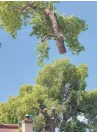  ?? EDDIE MOORE/JOURNAL ?? Workers remove an old cottonwood tree from Sena Plaza that has worried people in the area for years. The tree is known by locals as “Willie.”