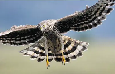  ??  ?? CONCERN: A hen harrier and other birds of prey are thought to be the intended victims of the illegal traps