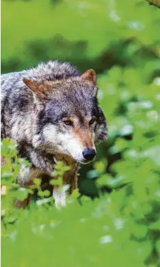  ??  ?? Der Wolf ist ein Großräuber, betont Jagdpräsid­ent Jürgen Vocke. Pro Tag benötigt er fünf Kilogramm Fleisch.