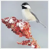  ?? MISSY MANDEL/METROLAND FILE PHOTO ?? Christmas Bird Counts will take place across the country. The data collected will be used to to guide conservati­on strategies and to keep an eye on the health of the birds.