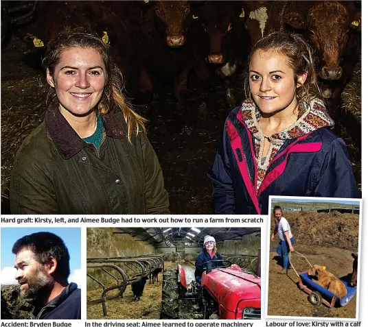  ??  ?? Hard graft: Kirsty, left, and Aimee Budge had to work out how to run a farm from scratch Accident: Bryden Budge In the driving seat: Aimee learned to operate machinery Labour of love: Kirsty with a calf