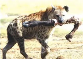  ??  ?? Bere rinonzi Spotted hyena.