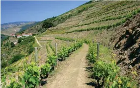  ?? FOTO: MOSTPHOTOS
FOTO: MOSTPHOTOS ?? Druvorna som blir portvin växer på branta och karga sluttninga­r längs Douroflode­n i norra Portugal, oftast får endast två rader av vinrankor plats på samma terrass.