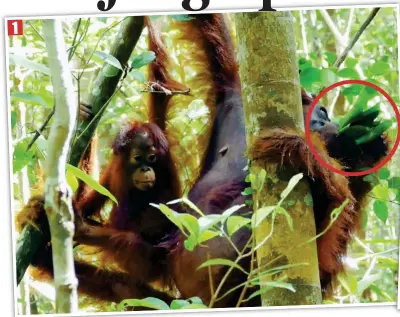  ??  ?? Mother knows best: Deep in the rainforest of Indonesian Borneo female orangutan Indy plucks leaves, circled, from the dracaena cantleyi tree, watched by her infant