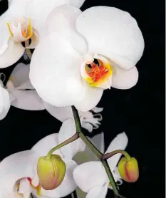  ??  ?? A study calls people higher up the scale in neuroticis­m, emotional reactivity and introversi­on “orchids”.