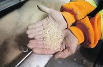  ??  ?? A Dainty Foods worker holds a handful of rice in the rail car receiving area, Rice is shipped from around the world.