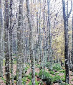  ?? Ansa ?? Il verde Con la nuova legge a rischio i boschi