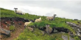  ??  ?? Sheep near Crianlaric­h, Scotland, along the West Highland Way.