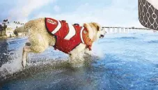  ??  ?? Outward Hound Fun Fish Life Jacket is designed to keep your pup safe in the water.