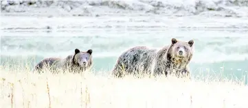  ?? — AFP photo ?? File photo shows a grizzly bear mother and her cub walking near Pelican Creek in the Yellowston­e National Park.