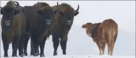  ?? RAFAL KOWALCZYK, THE ASSOCIATED PRESS ?? A cow stands near to a group of bison, near Wasilkowo village in Poland. The cow has been roaming with a bison herd for three months after escaping its pen.