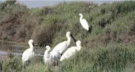  ??  ?? Spoonbills M2