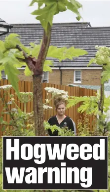  ?? ?? Kelly Merrilees with the hogweed in her garden