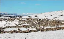  ?? PHOTO: GEORGE EMPSON ?? Snow storms and feeding out are all part of the winter routine for high country farmers.