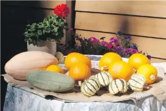  ?? HELEN CHESNUT ?? The four squashes in front, with dark green striping on cream skins, are Sweet Dumpling, a small, rounded variety of a type of squash known as Delicata.