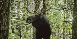  ?? Jacob Harton/Contribute­d photo ?? A moose in Connecticu­t.