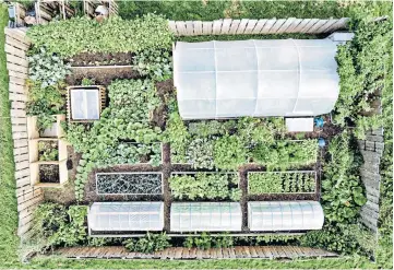  ?? ?? To maximise space and make the most of the growing year, the duo used polytunnel­s and ‘hotbeds’